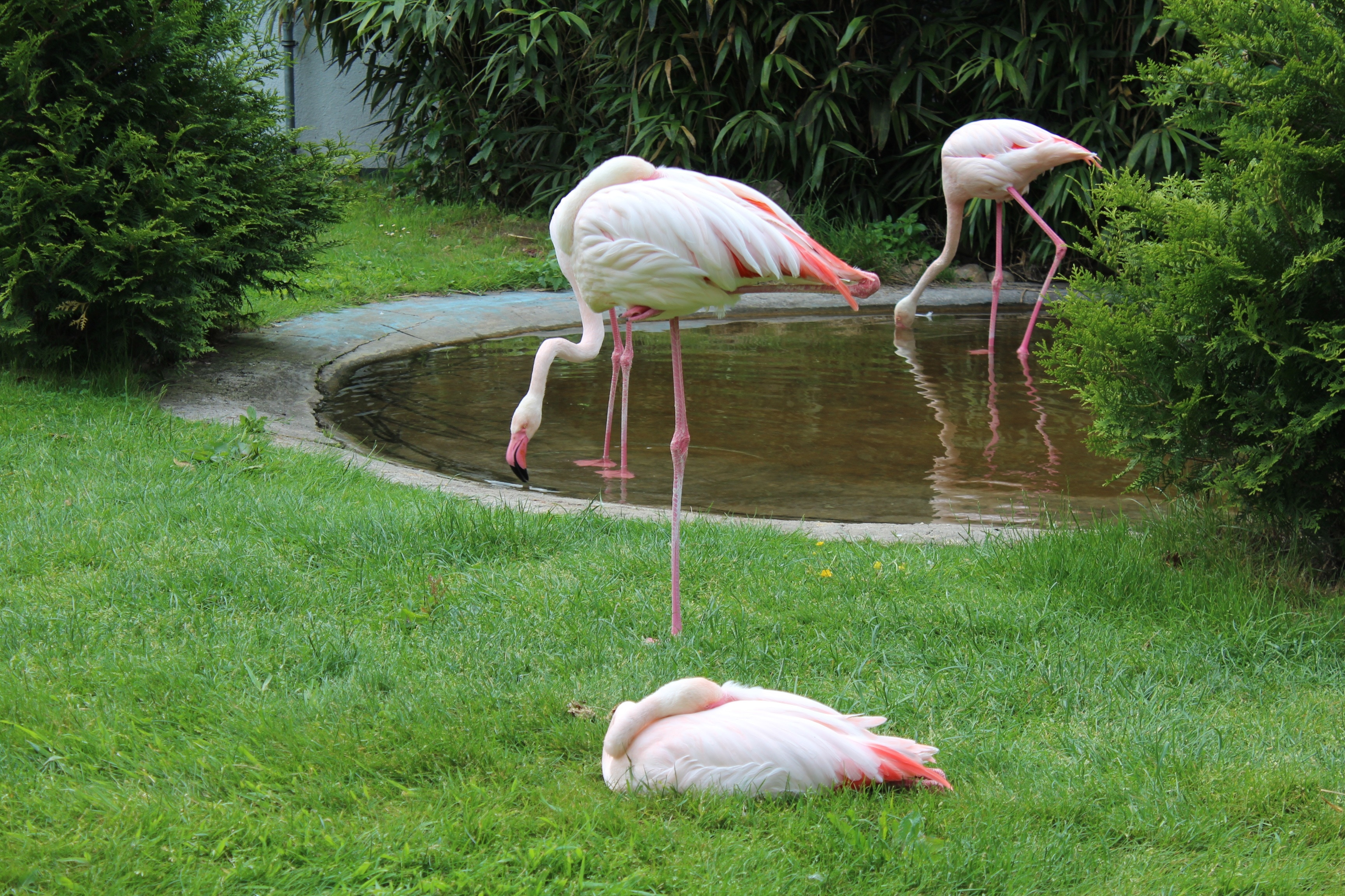 2 white and orange flamingos