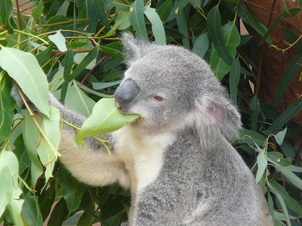gray and white koala preview