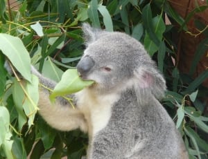 gray and white koala thumbnail