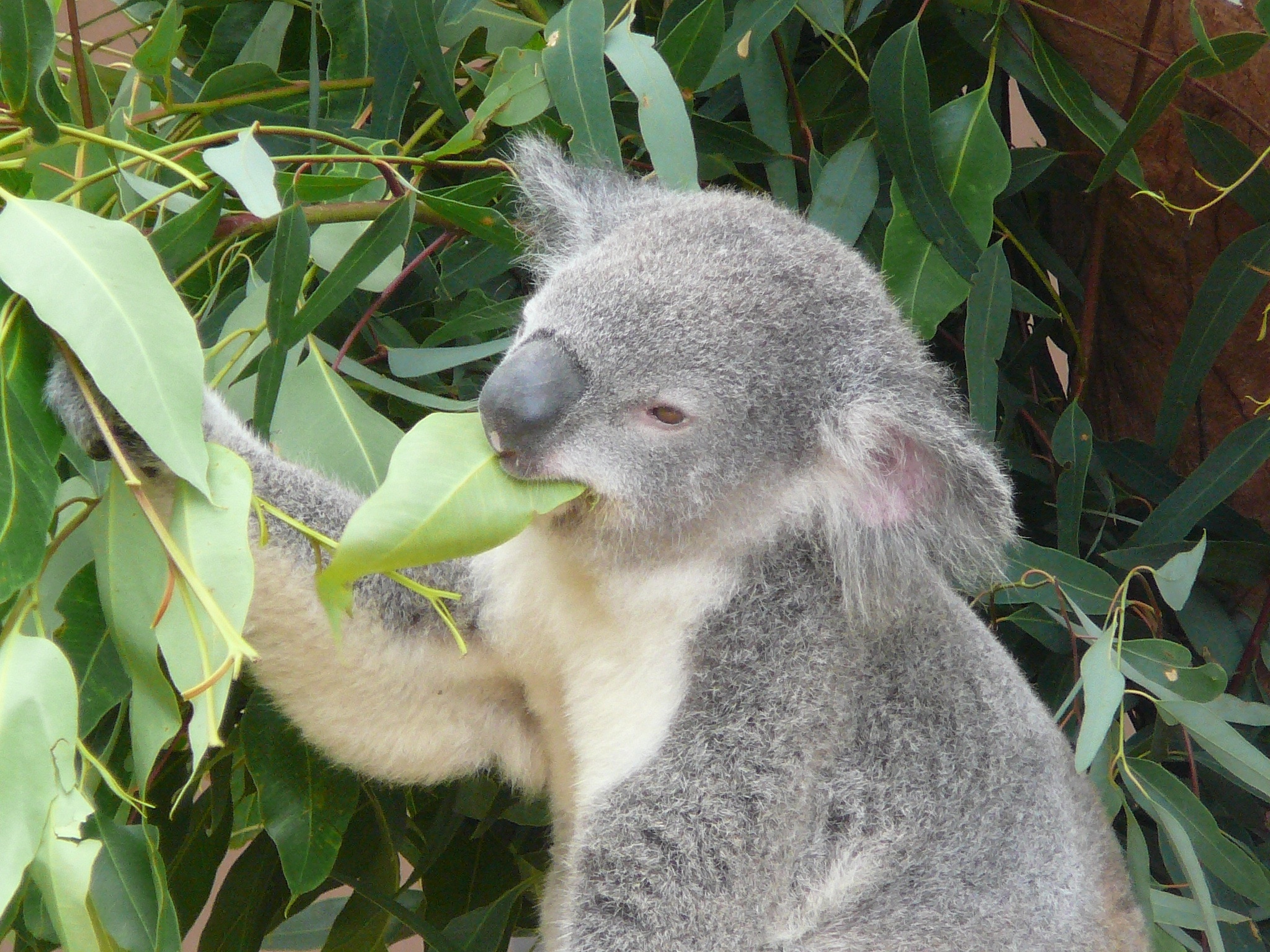 gray and white koala