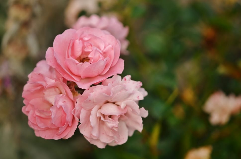 3 pink petaled flowers preview