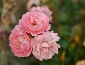 3 pink petaled flowers thumbnail