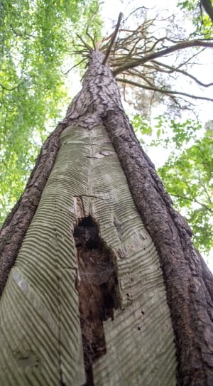 grey tree trunk thumbnail