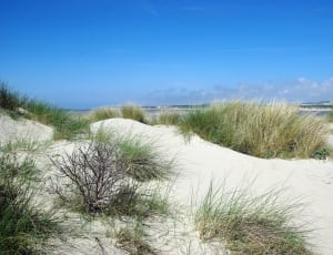 white sand and green grass thumbnail