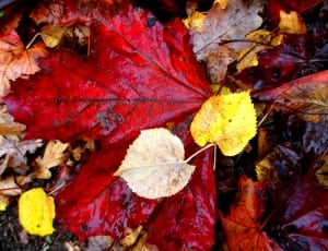 red brown and yellow leaves thumbnail