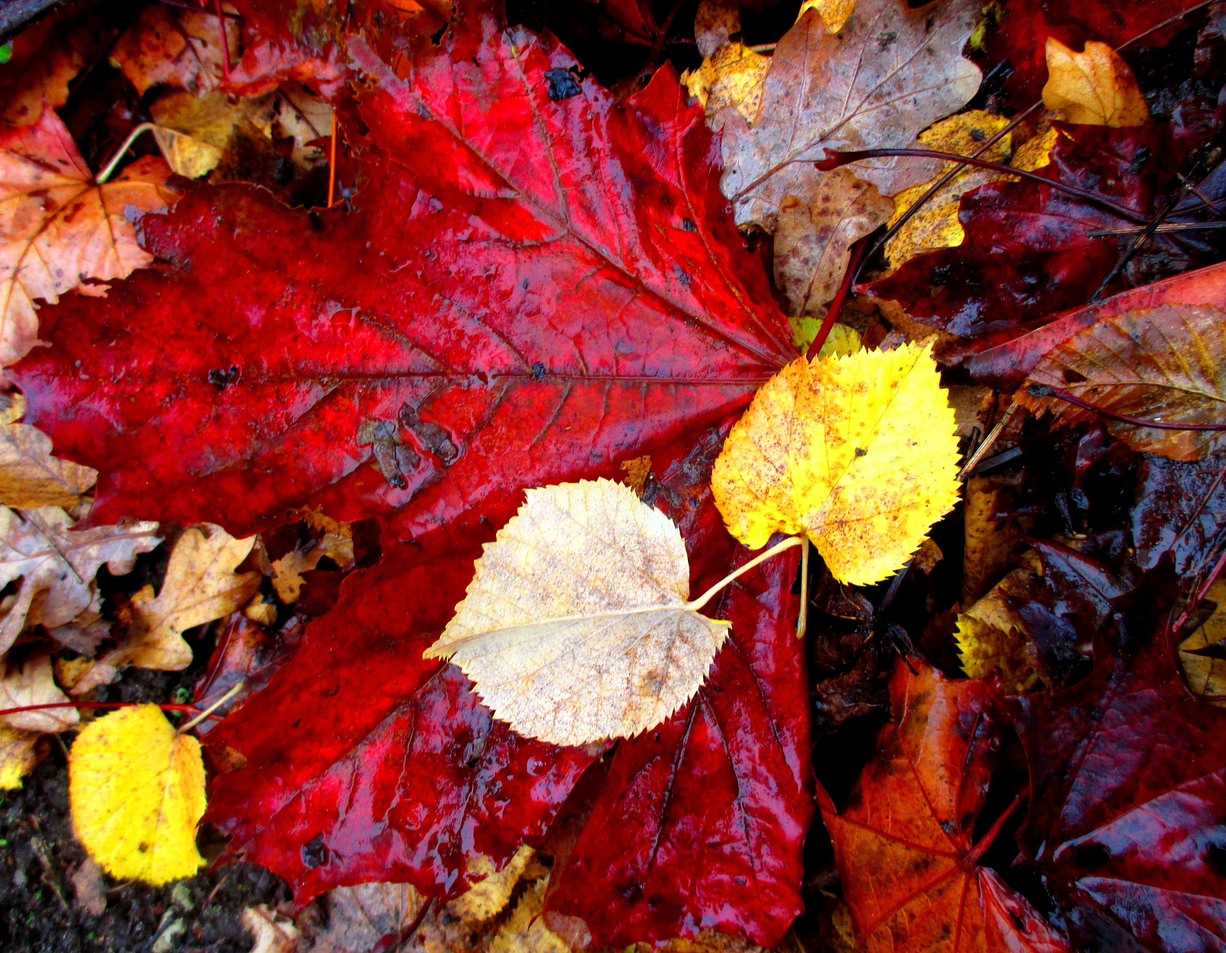 red brown and yellow leaves