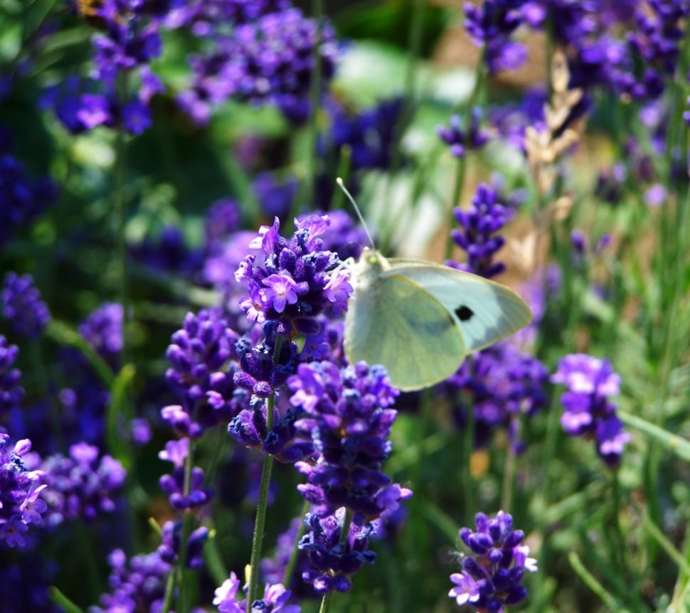 cabbage butterfly on purple cluster flower preview