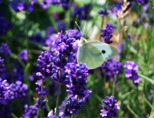 cabbage butterfly on purple cluster flower thumbnail