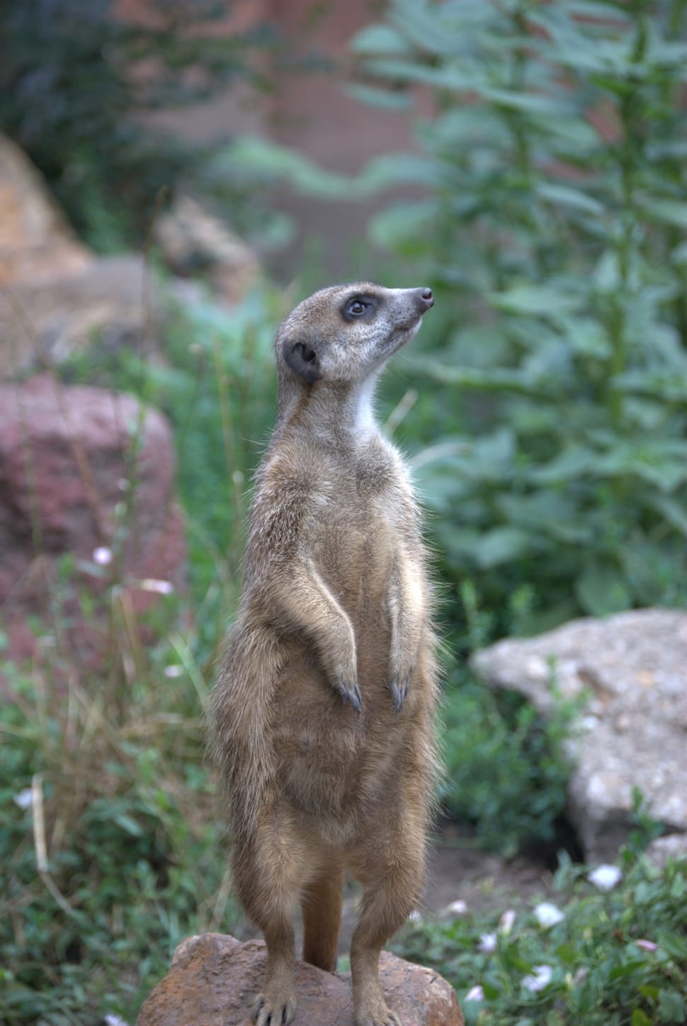 brown and grey meercat preview