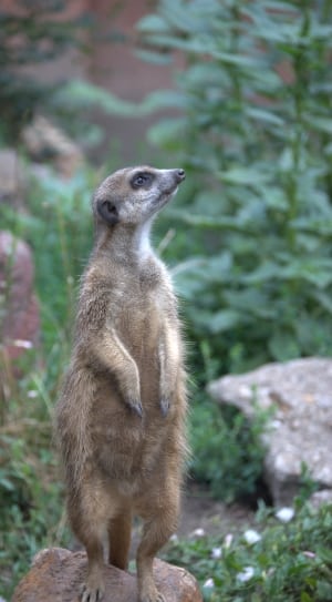 brown and grey meercat thumbnail