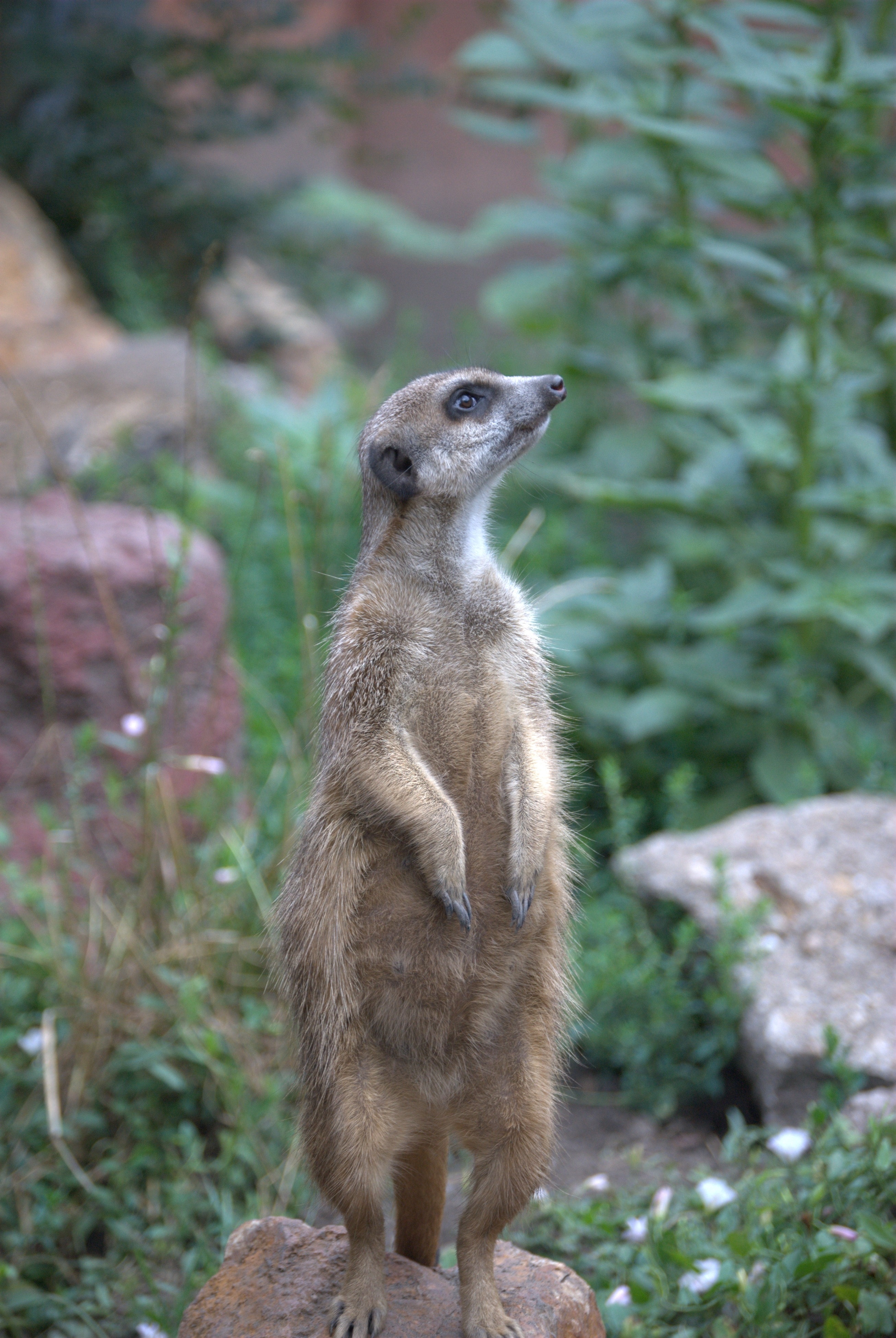 brown and grey meercat