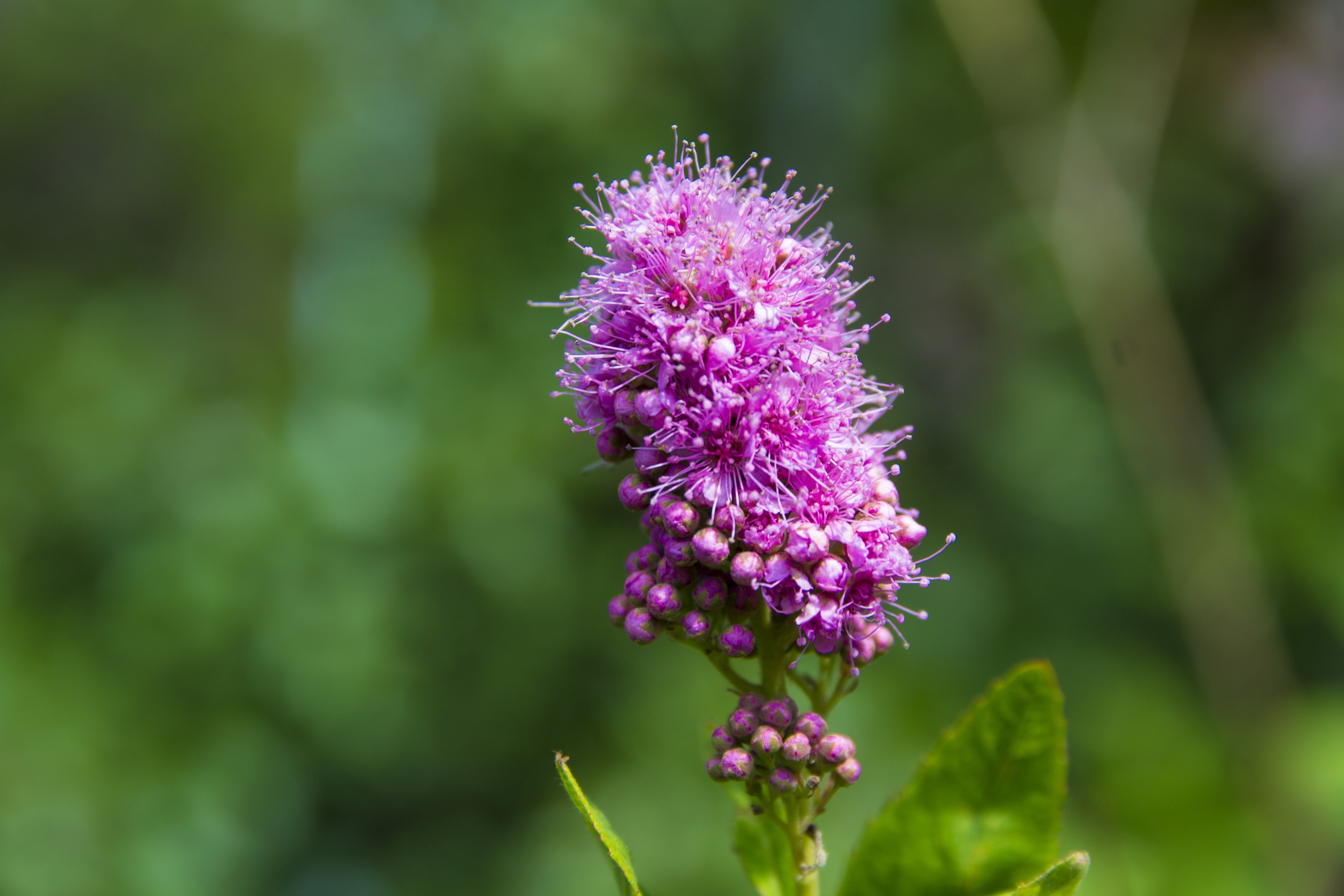 macro photography of purple plant
