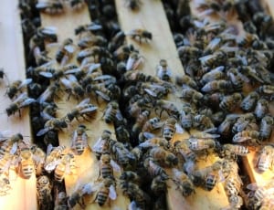 swarm of honeybees thumbnail