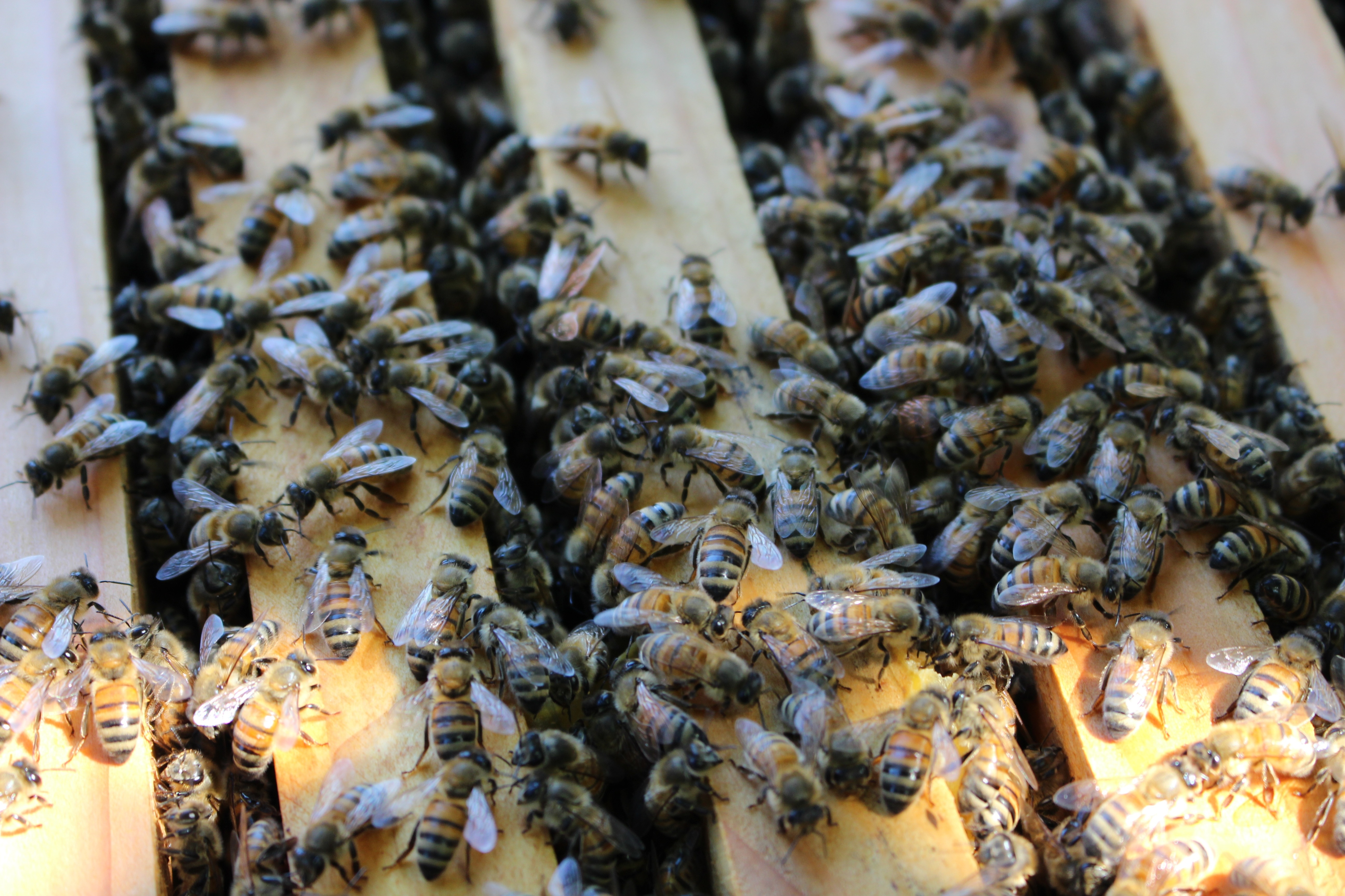 swarm of honeybees