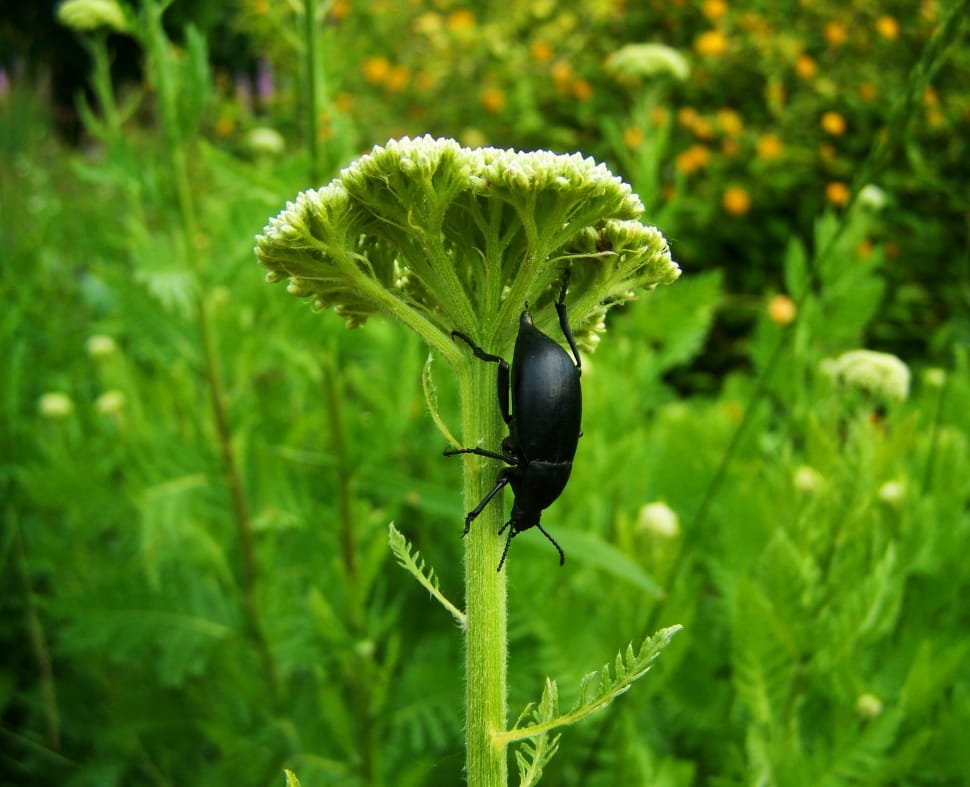 black beetle preview