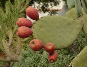 cactus plant thumbnail