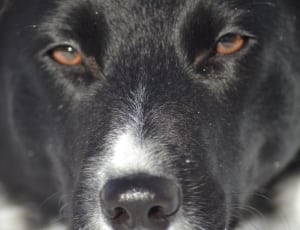 black and white short coat dog thumbnail