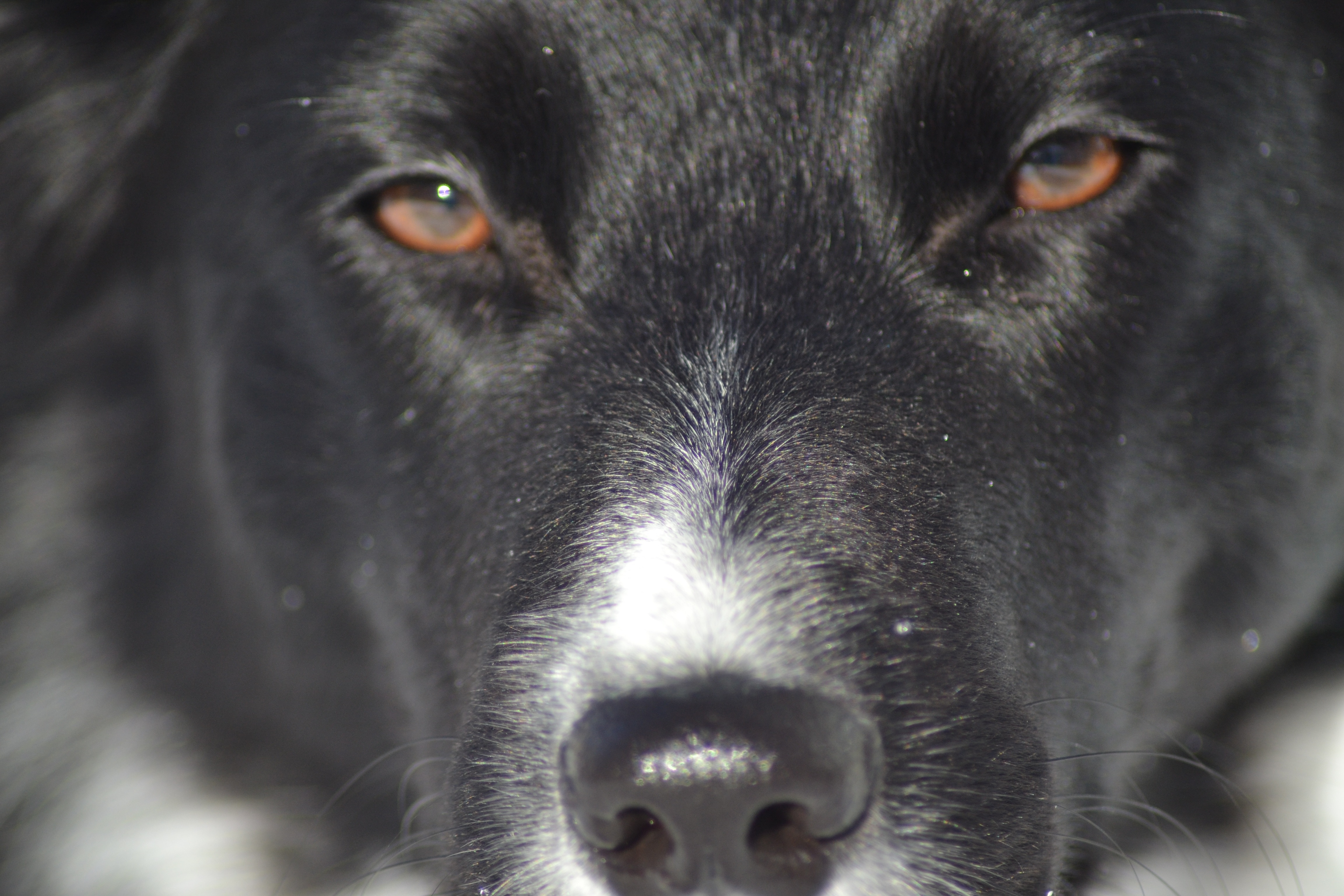 black and white short coat dog