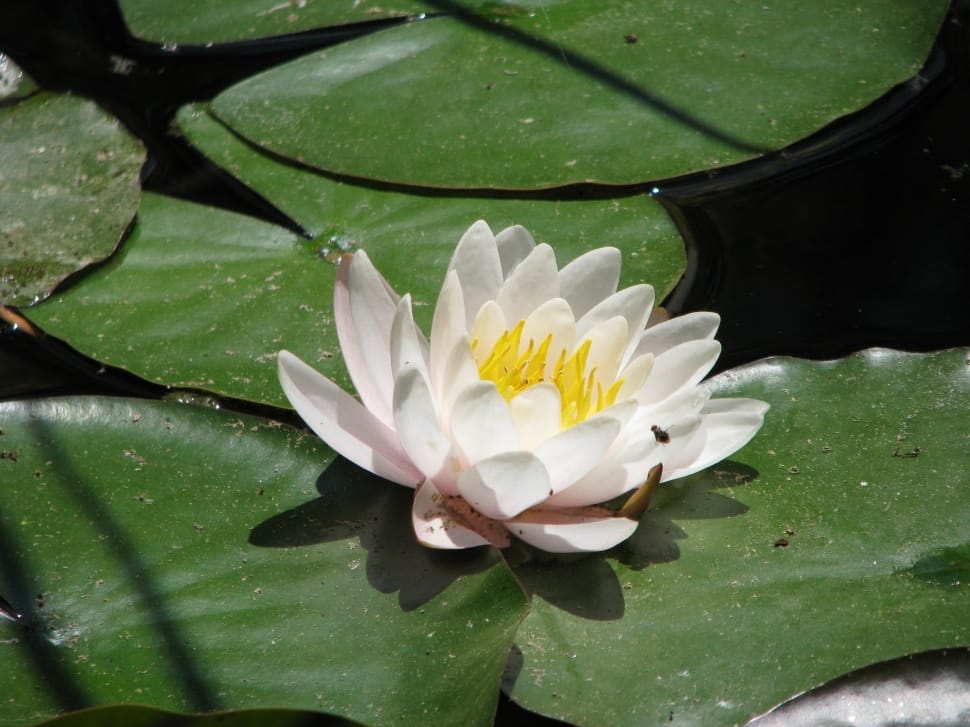 white flower on water lily preview
