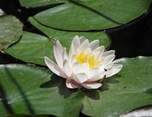 white flower on water lily thumbnail