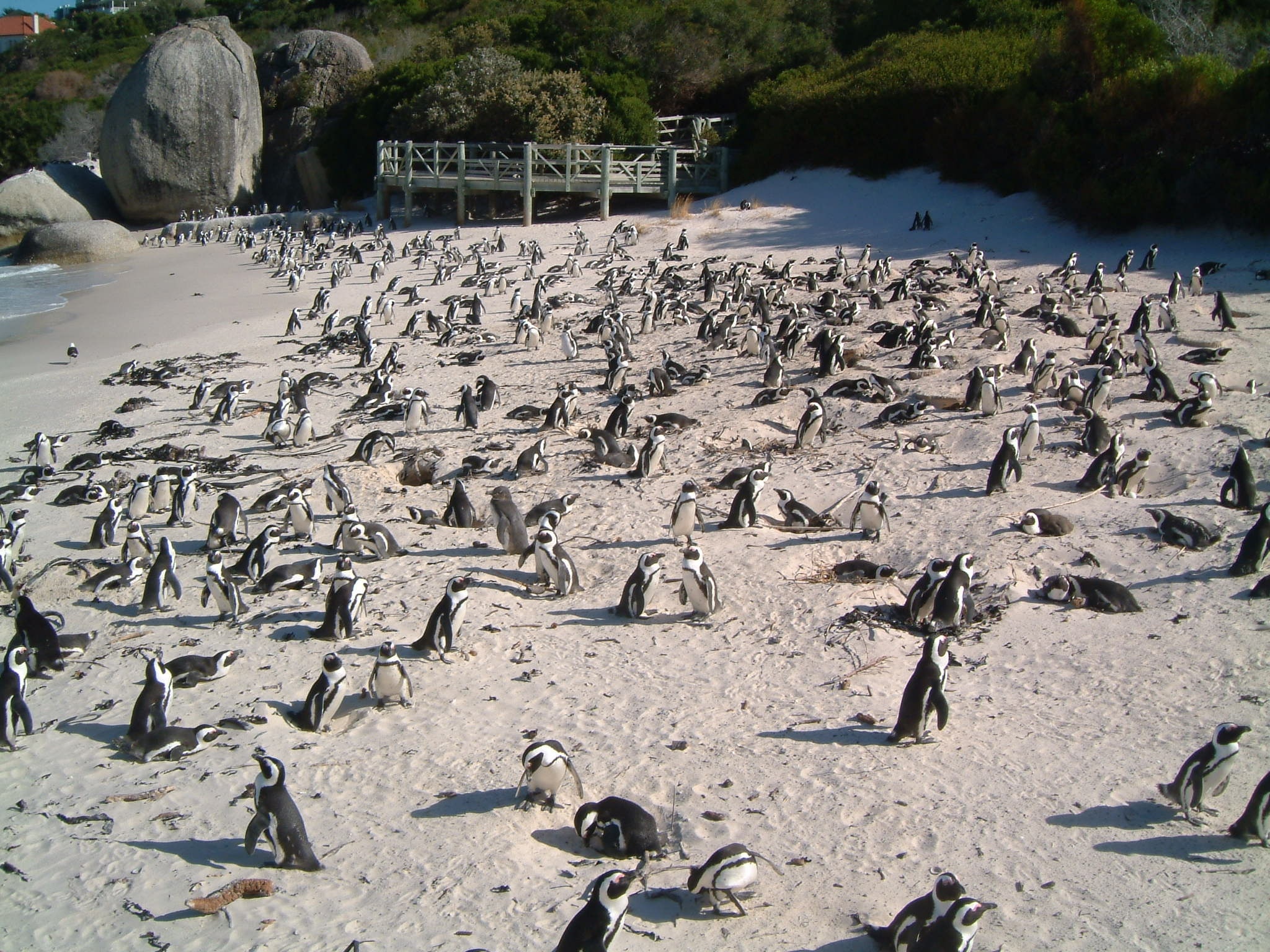 penguin lot