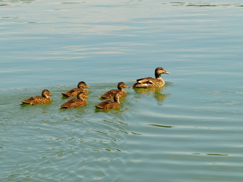 flock of female mallard ducks preview