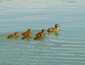 flock of female mallard ducks thumbnail