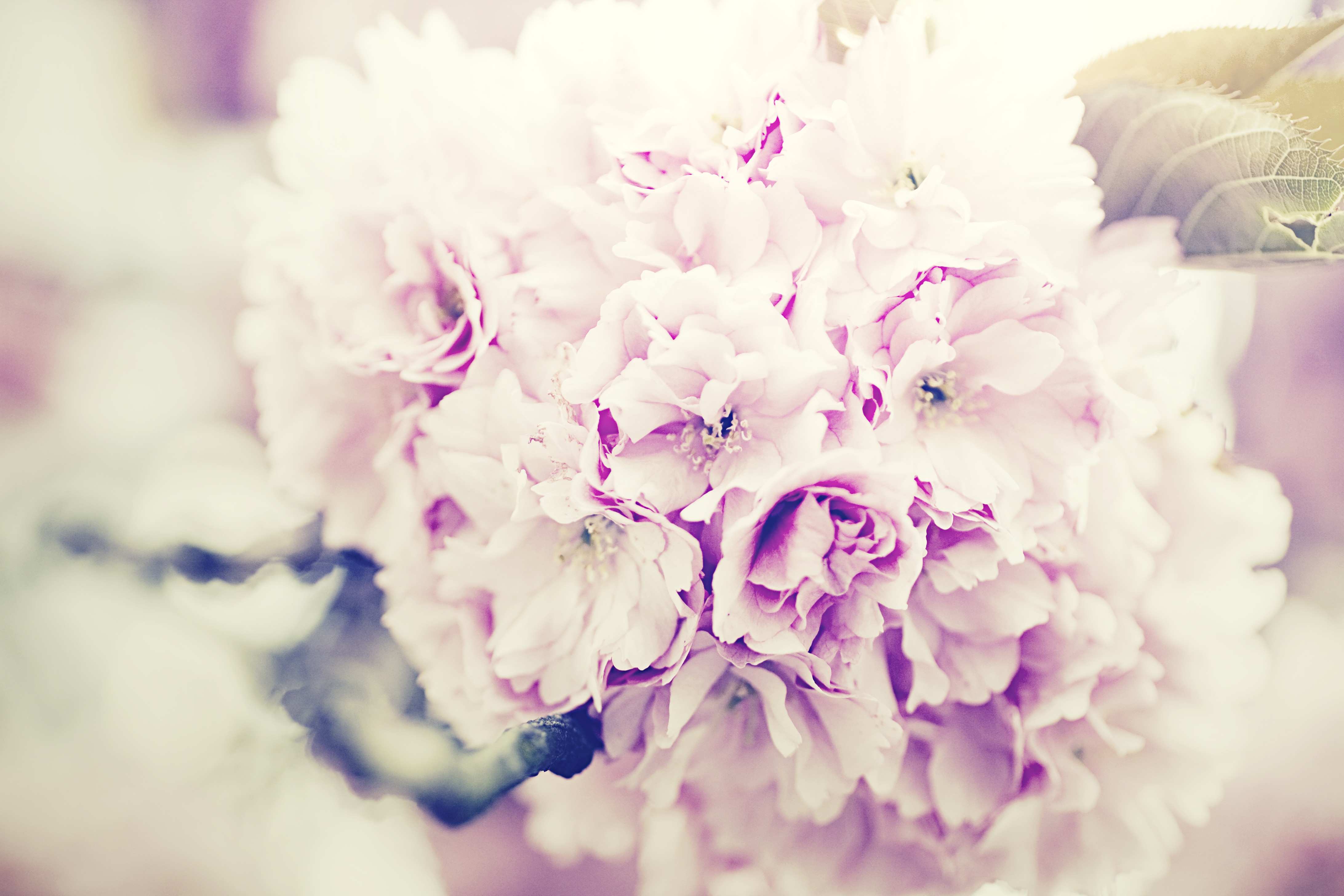 1280x800-wallpaper-pink-flower-bouquet-peakpx