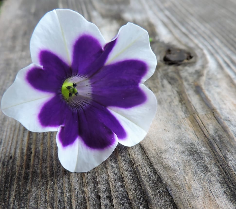 purple and white petaled flower preview