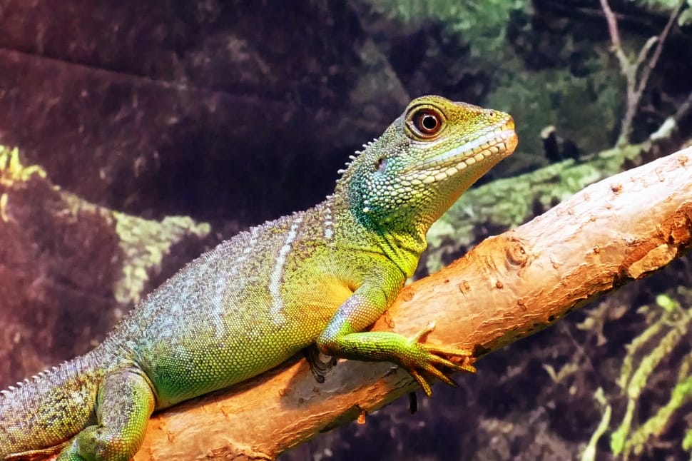 green and brown iguana preview
