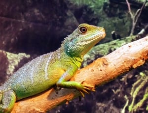 green and brown iguana thumbnail
