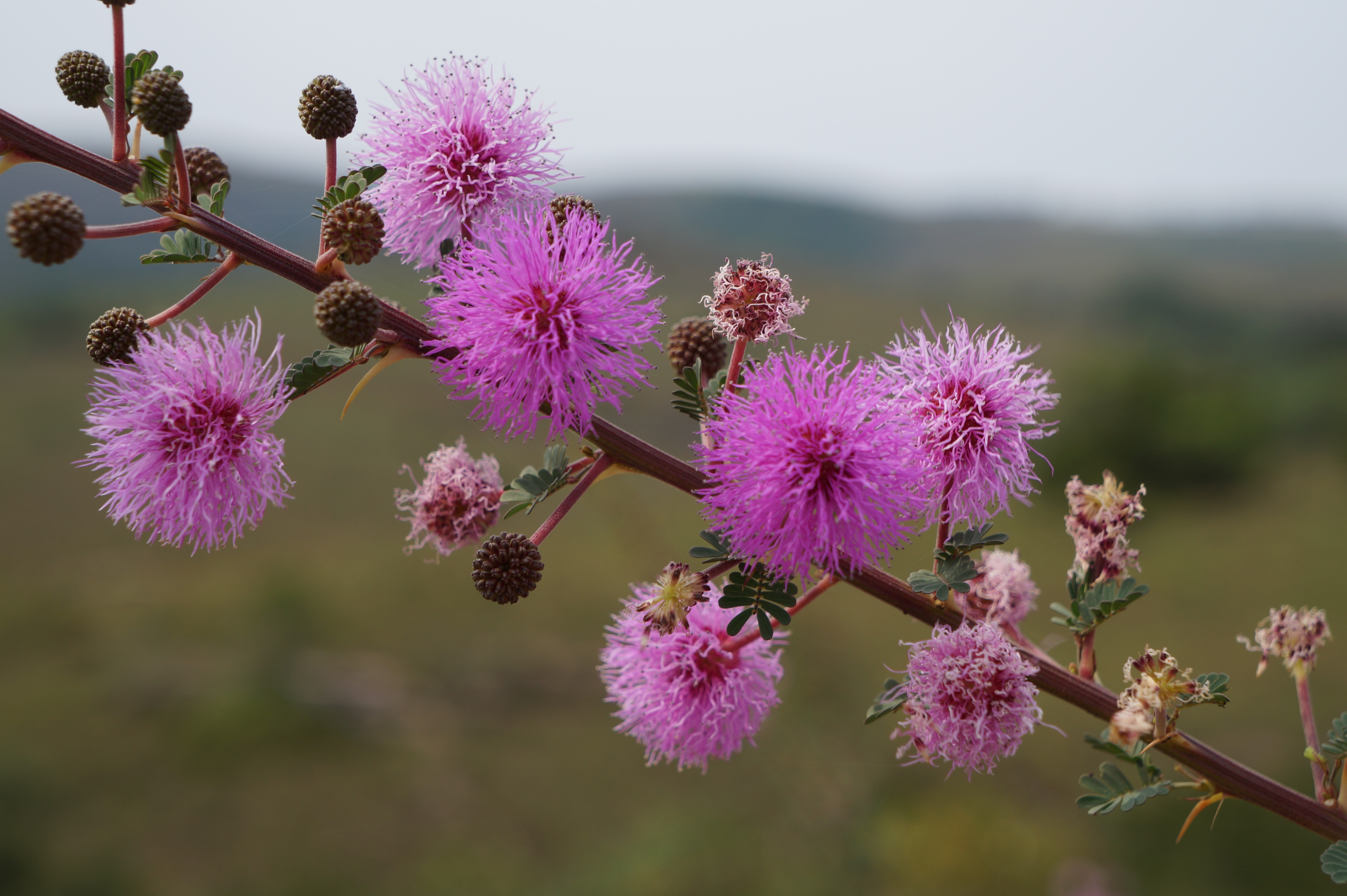 pink petaled flower