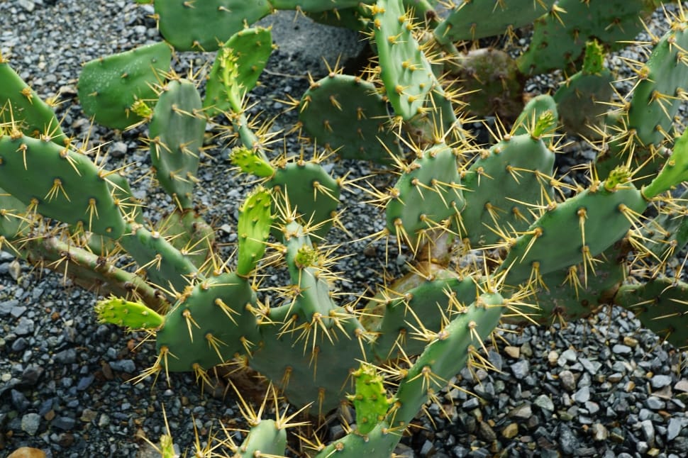 green thorny cactus preview