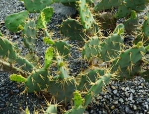green thorny cactus thumbnail