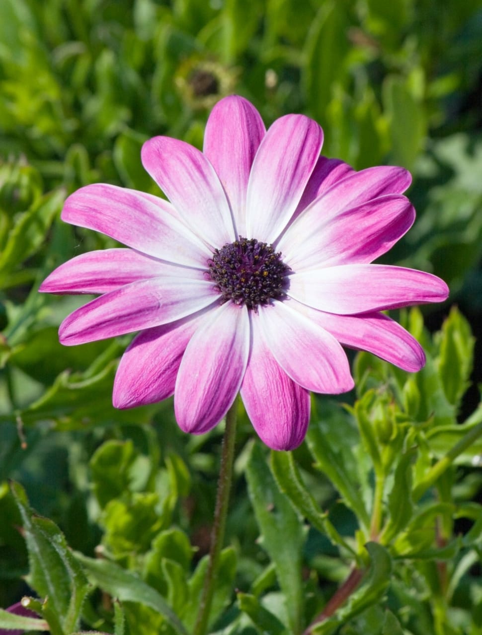 pink and white osteospermum preview