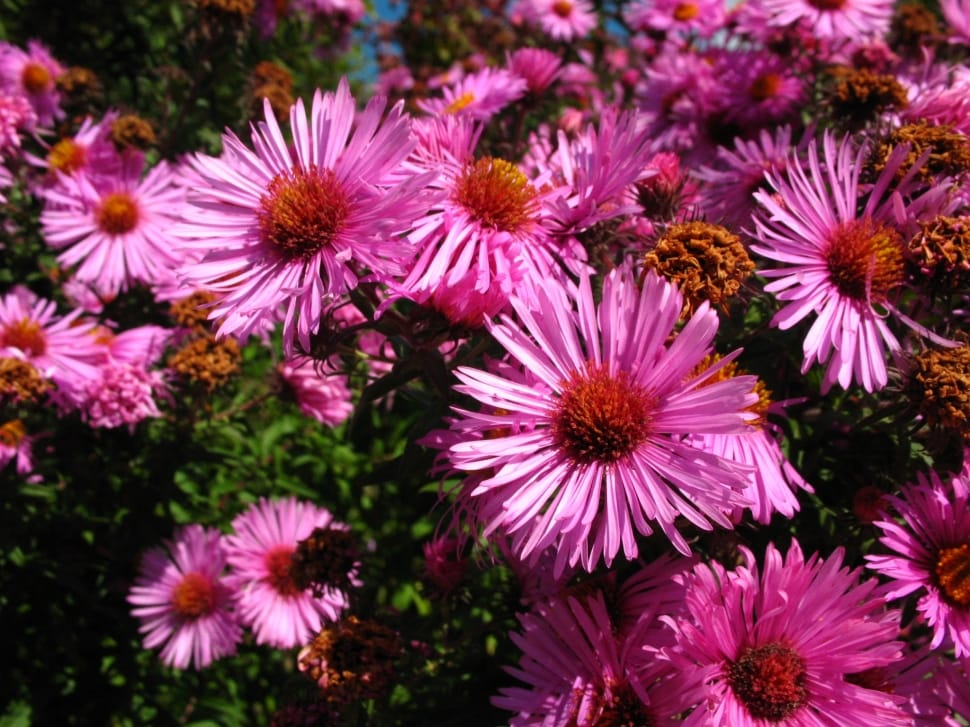 pink daisies preview