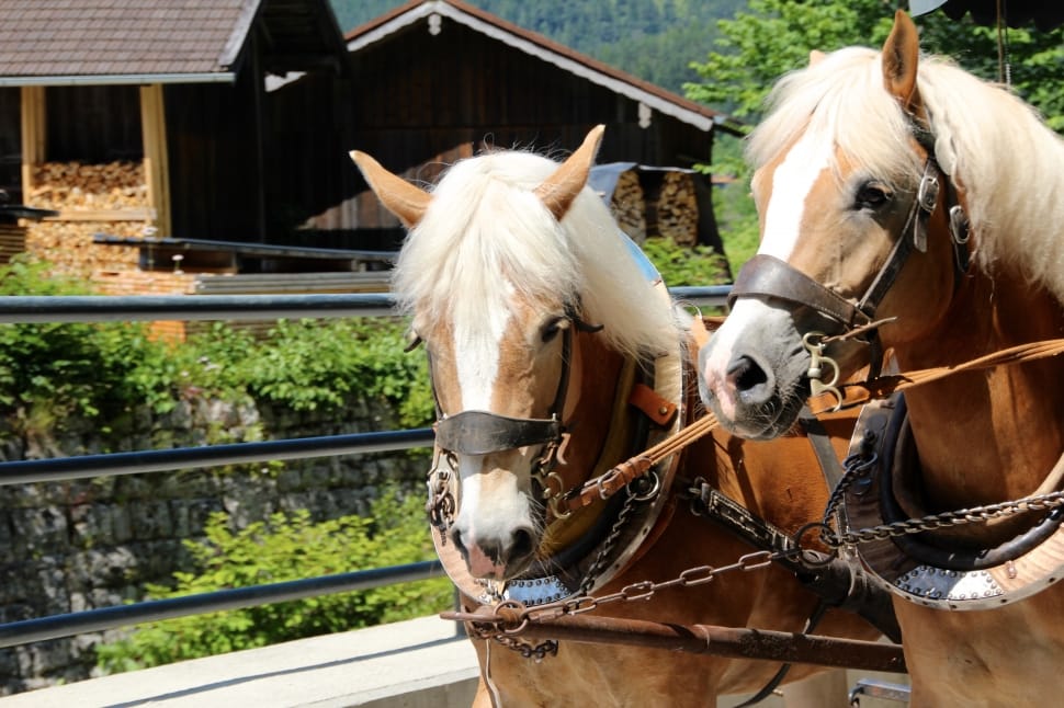 2 white and brown horse preview