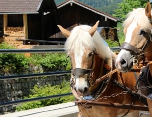 2 white and brown horse thumbnail