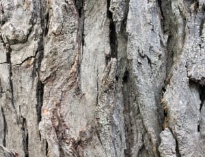brown wooden trunk thumbnail