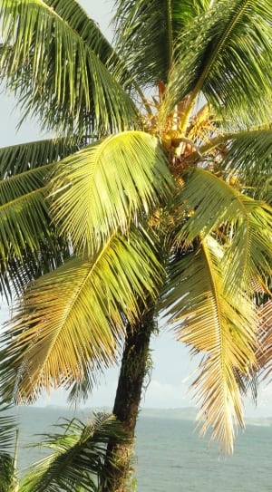 brown and green palm tree thumbnail