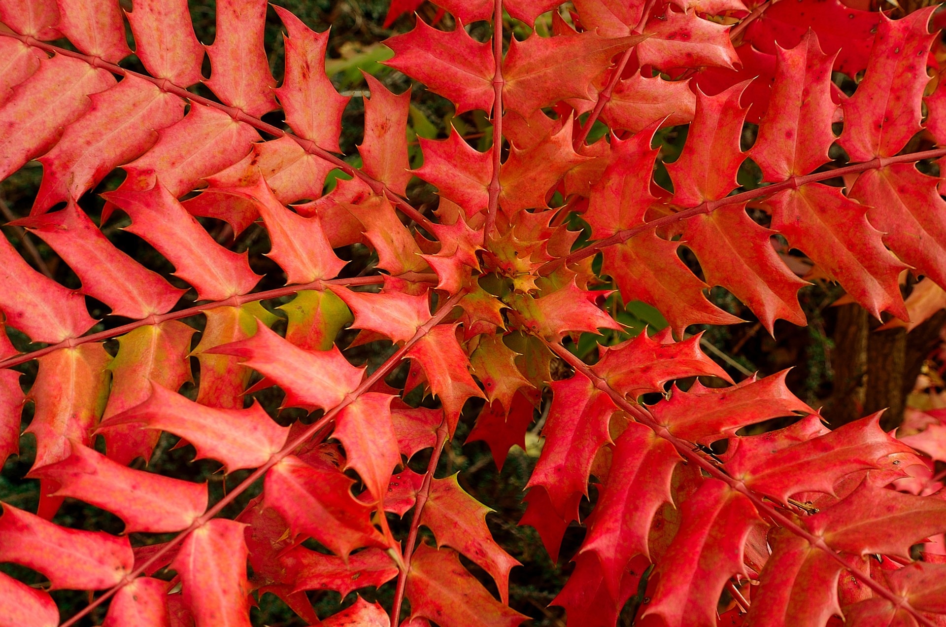 red leaved plant