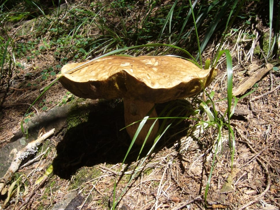beige mushroom preview