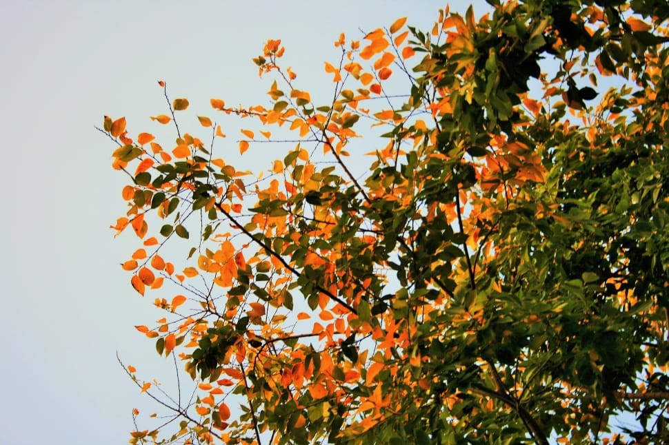 orange and green leaf tree preview