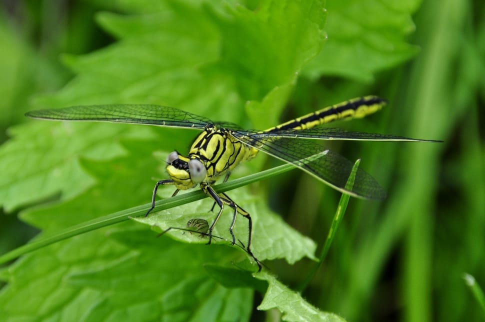 green pondhawk dragonfly preview