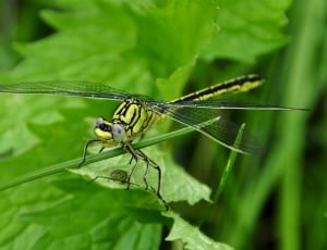 green pondhawk dragonfly thumbnail