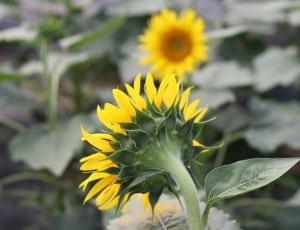 sunflower plant thumbnail