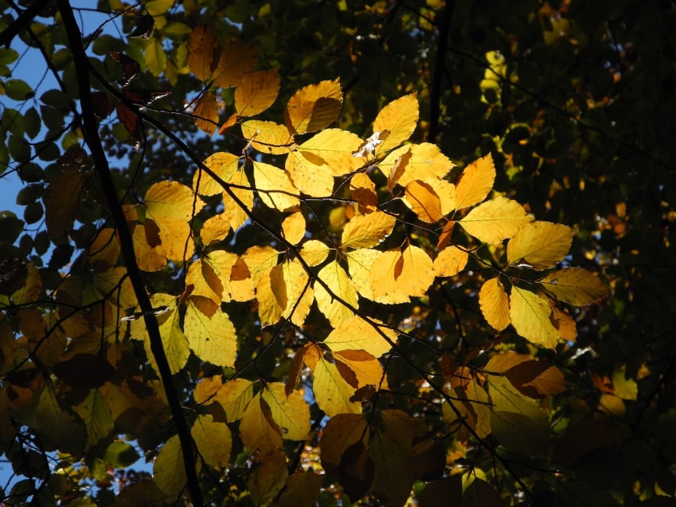brown and yellow leaf tree preview