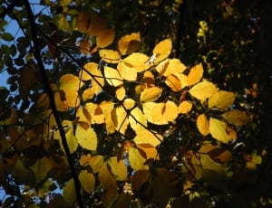 brown and yellow leaf tree thumbnail