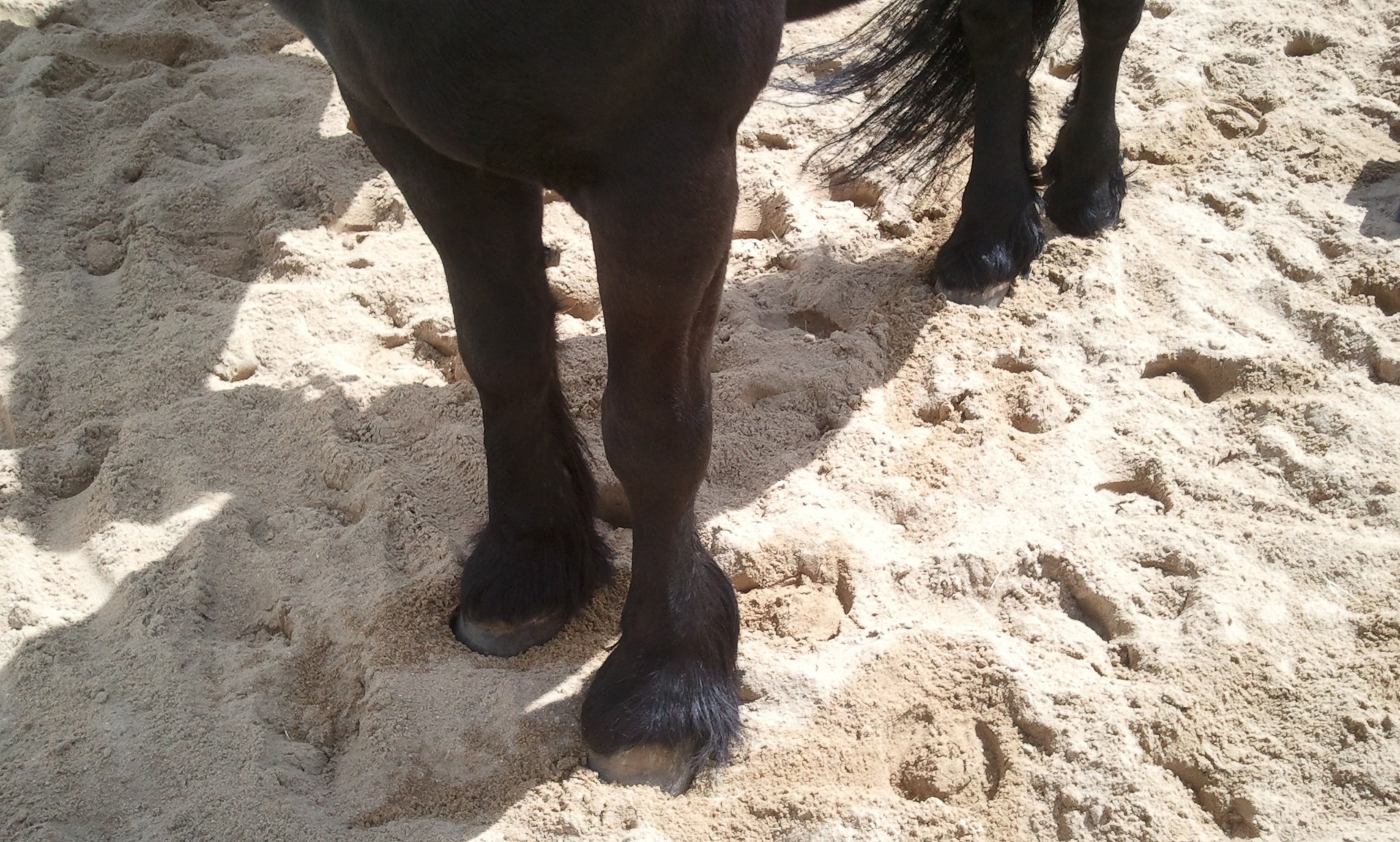 brown horse legs