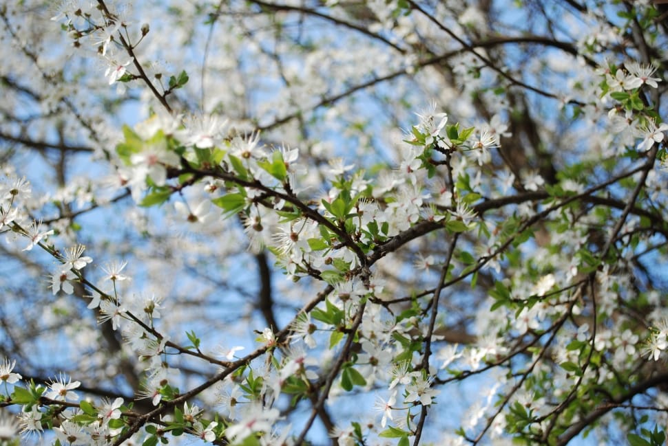 low angle photo of white petaled flowers on tree during daytime preview